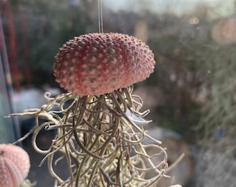 Luftpflanze Seeigel Airplant Seeigelqualle hängende Pflanze