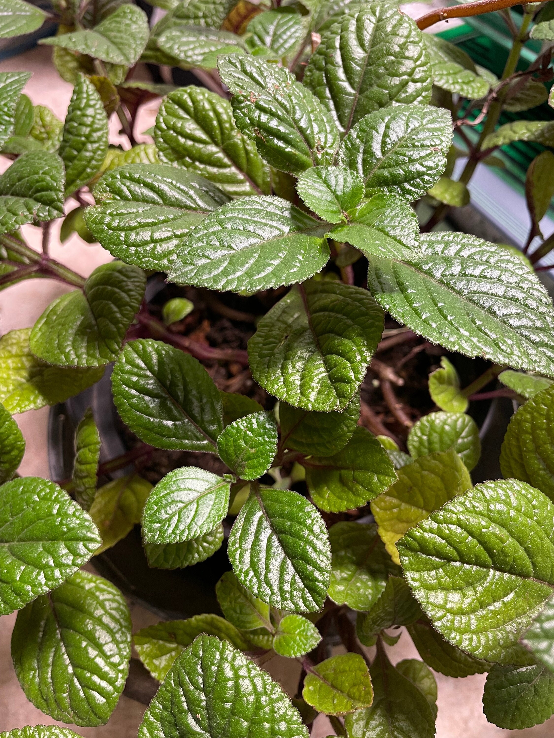 Purpurharfenstrauch Plectranthus purpuratus Afrikanische Buntnessel  Zimmerpflanze Gartenpflanze Pflanze Zierpflanze - Etsy.de