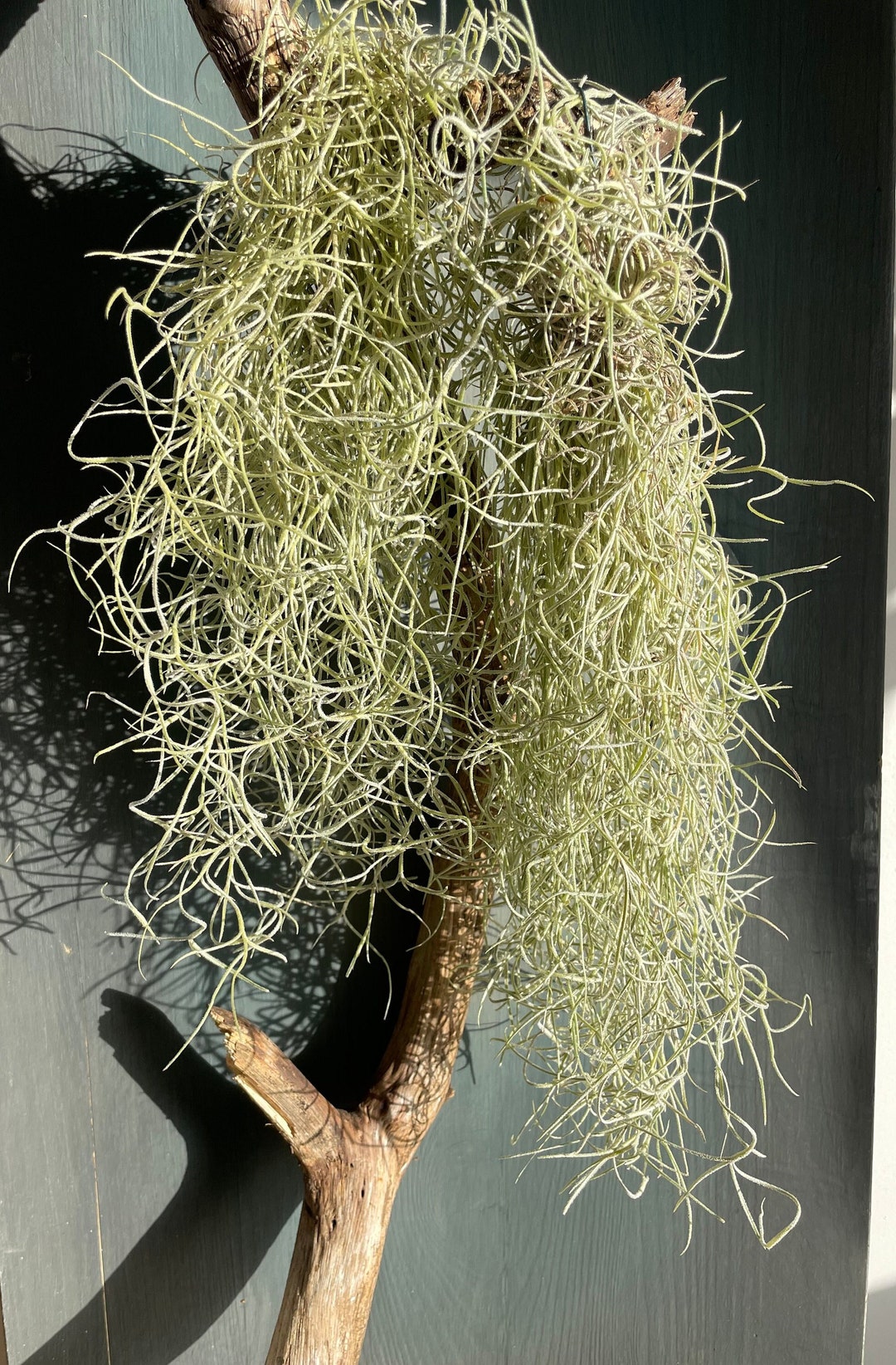 Tillandsia Usneoides – Plante Aérienne Mousse Espagnole 50-60 Cm, Sans Terre, Décoration Naturelle Facile D'Entretien