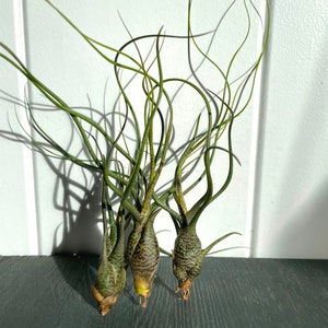 Tillandsia Air Plant Airplant Tillandsia Butzii Regalo Decorazione Pianta d'appartamento Bromelie immagine 10