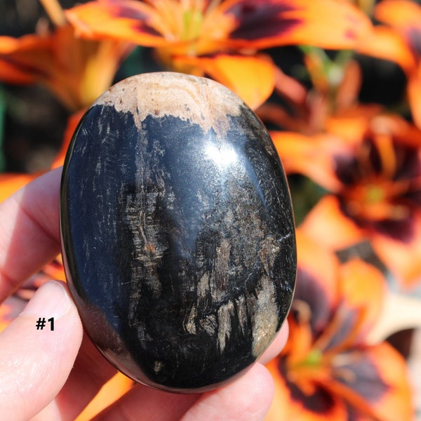 Petrified Wood Palm Stone Transformation into Higher Levels Fossilized Wood Ancient Living Tree Crystal Polished Palm Stone