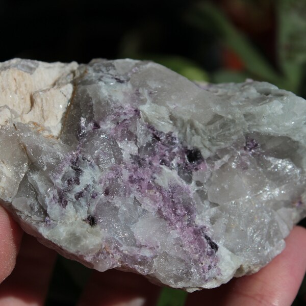 Lepidolite in Albite Rough Specimen Crystal Healing Purple Lepidolite Stone in White Albite