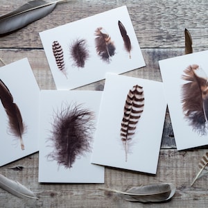 Pack of Feather Cards - Blank Plastic Free Greeting Cards / Notecards with Recycled Envelopes in Pack of 5 or 10 for Bird & Nature Lovers