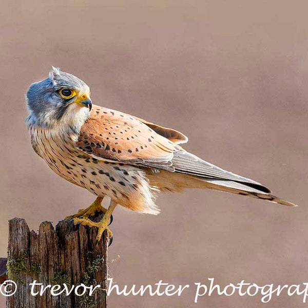 Male Kestrel Image | Picture of Kestrel | Image of Male Kestrel | | male kestrel print | kestrel print kestrel photograph