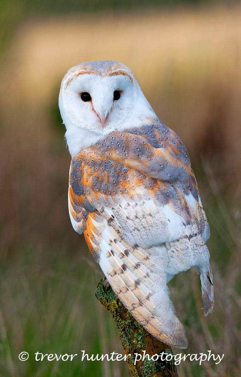 Barn Owl Picture Barn Owl Photograph Bird of Prey Image Etsy