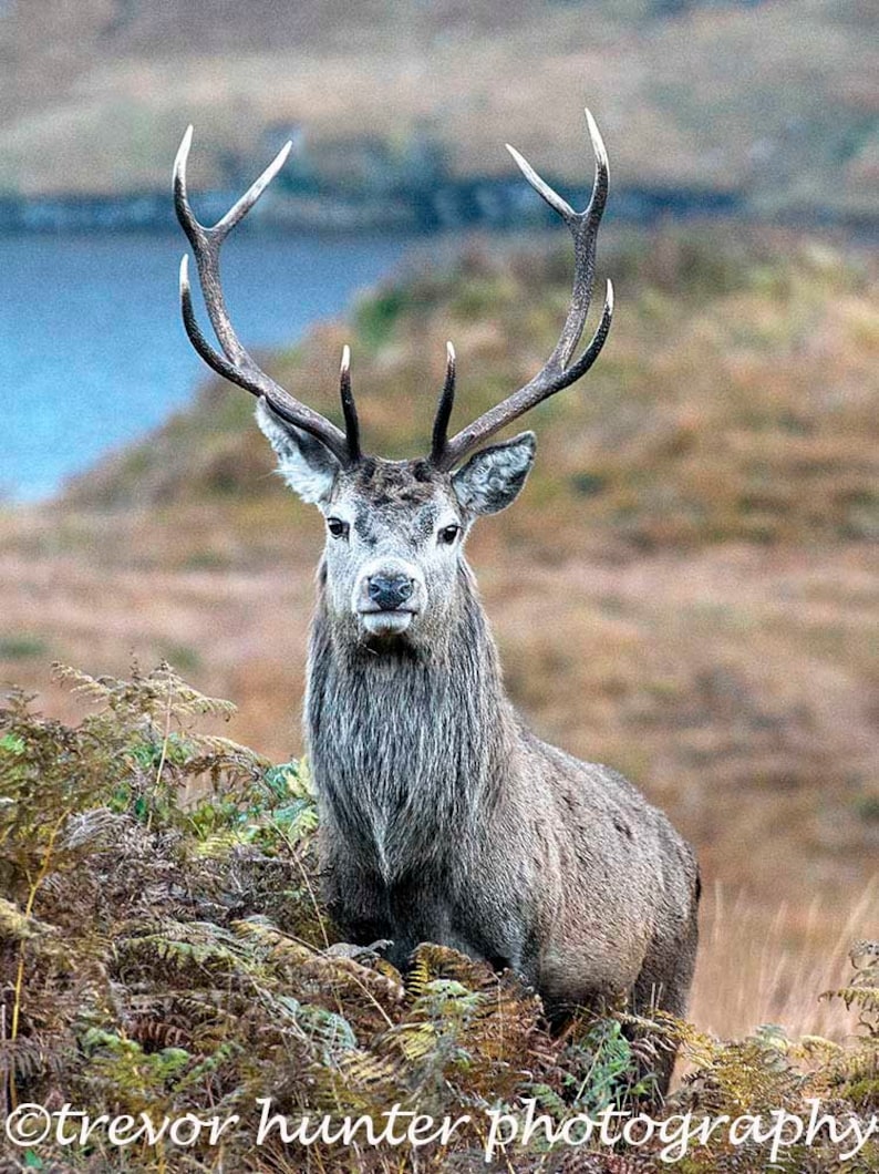 Image of Red Deer Stag Stag Picture Scottish Stag Wildlife Photograph Image of Red Deer Stag Stag Picture Scottish Stag Wildlife Photograph