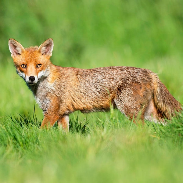 Red Fox Photograph - Etsy