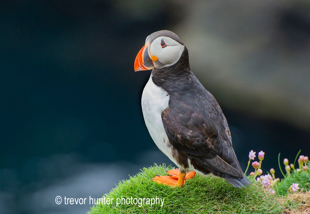 Puffin #3 Puffin Picture Puffin Photograph Puffin Image Puffin Print ...