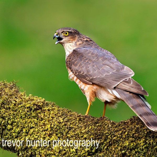 Sparrowhawk beeld 1 sparrowhawk foto sparrowhawk foto sparrowhawk print sparrowhawk