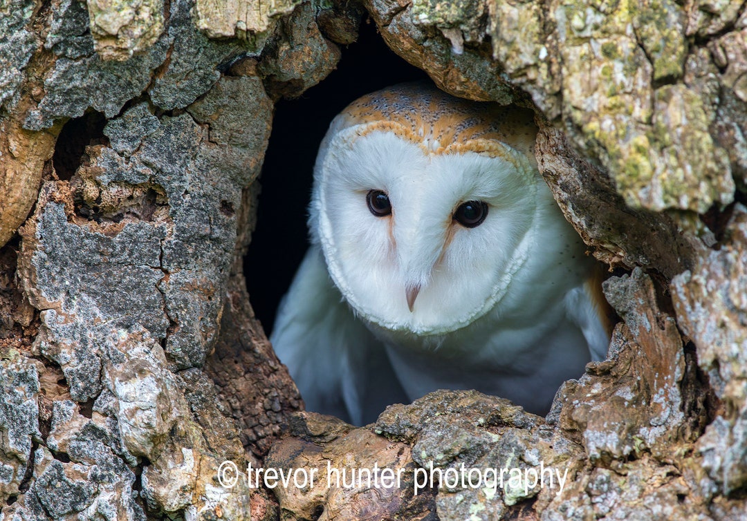 Barn Owl in Old Tree Barn Owl Print Barn Owl Picture Barn Owl Etsy