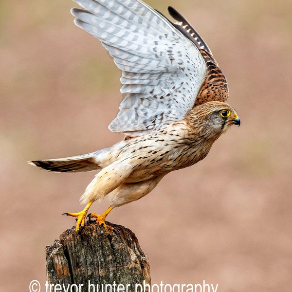 Female Kestrel Take off image 1 female kestrel picture kestrel print kestrel photography kestrel