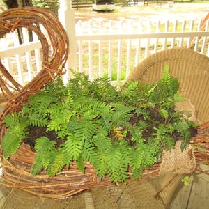 2 orders of resurrection ferns  -2    - 9&quot; by 12&quot; pieces or add ups to that amount, great for terrariums