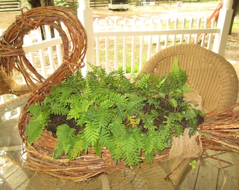 resurrection ferns  -1 order  - 9" by 12" piece or add ups to that amount, great for terrariums
