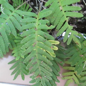 4 orders of Resurrection Ferns each order being at least 9 by 12 boxed image 2