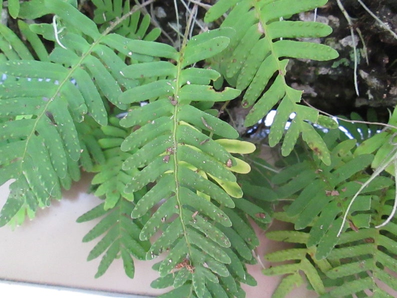 4 orders of Resurrection Ferns each order being at least 9 by 12 boxed image 2