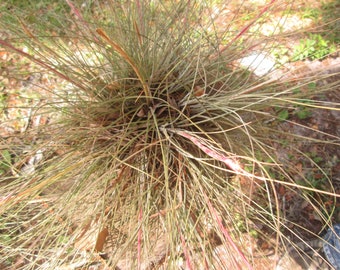 Tillandsia Plant 28 inches wide sometimes called wild orchid can survive in various climate conditions