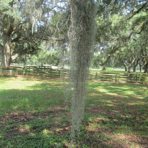 Live Spanish Moss-a gallon bag stuffed