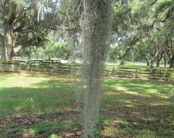 Planta de musgo español - viva - una bolsa de un galón llena de ellas