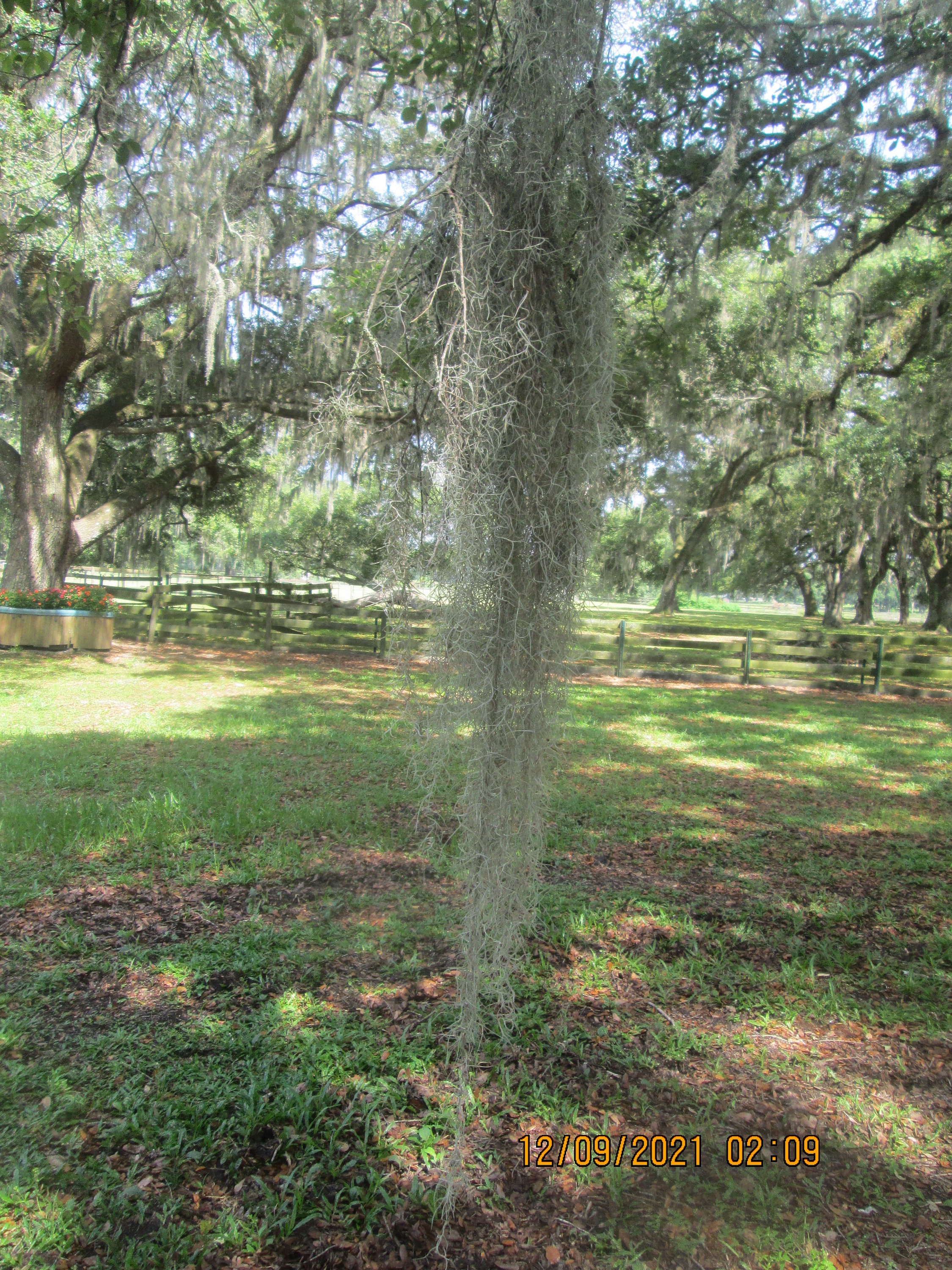 Bulk Spanish Moss 