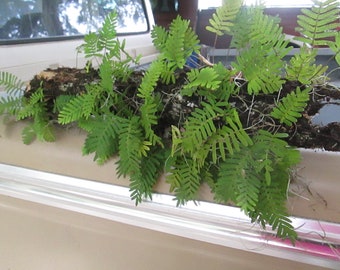 2 orders of resurrection ferns  -2    - 9" by 12" pieces or add ups to that amount, great for terrariums