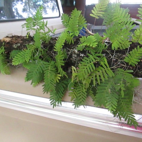 2 orders of resurrection ferns  -2    - 9" by 12" pieces or add ups to that amount, great for terrariums