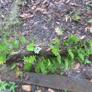 4 orders of Resurrection Ferns each order being at least 9 by 12 boxed image 3