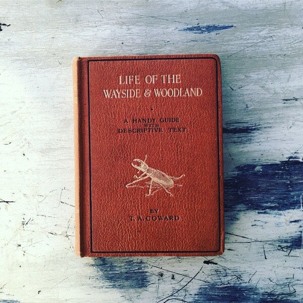 LIFE Of The WAYSIDE And WOODLAND