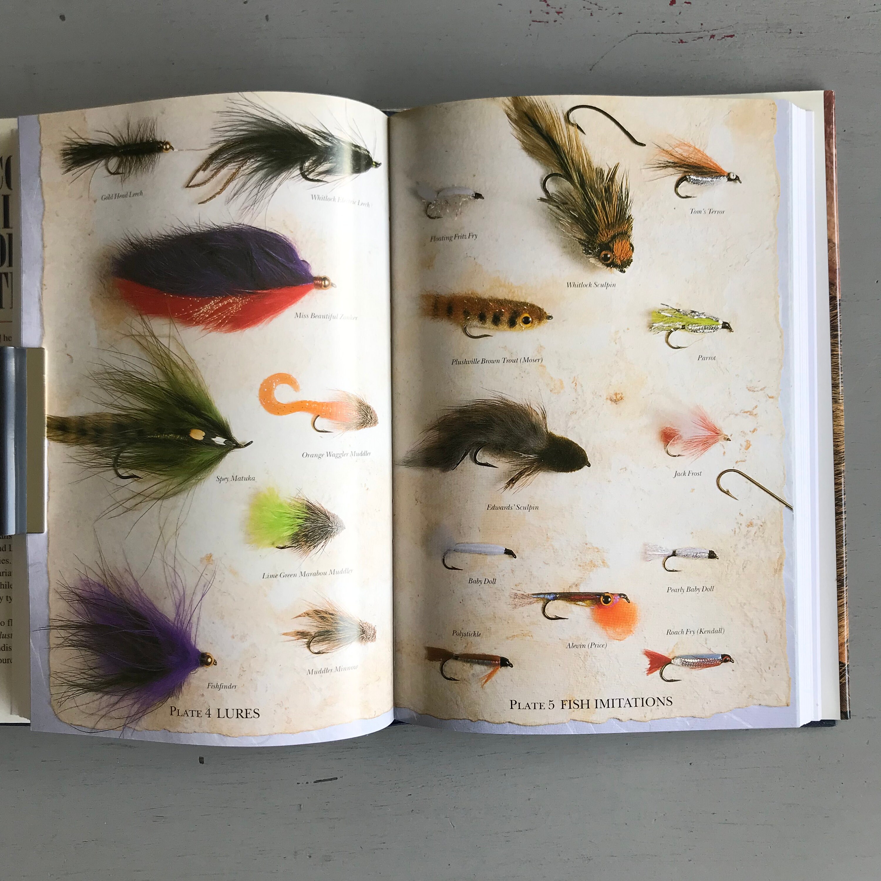 Trout Dictionary Plural at Harold Breaux blog