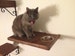 Set of Three | One Cat Feeding Shelf | One Cat Bed | One Cat Shelf | Cat Perches | Cat Shelves 