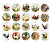 Chicken Hen Rooster Cabinet Drawer Knobs Pulls Farmhouse Country Rustic