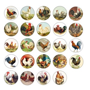 May include: A collection of 25 colorful vintage illustrations of roosters and hens. Each illustration is set against a white background and features a variety of breeds and poses.