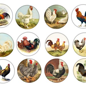 May include: Twelve round images of roosters with different colored feathers and patterns. The roosters are on a white background.