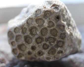 Samodzielny kamień Petoskey, prehistoryczna skamielina, kalcyt, równoważenie czakr, uzdrawianie emocjonalne