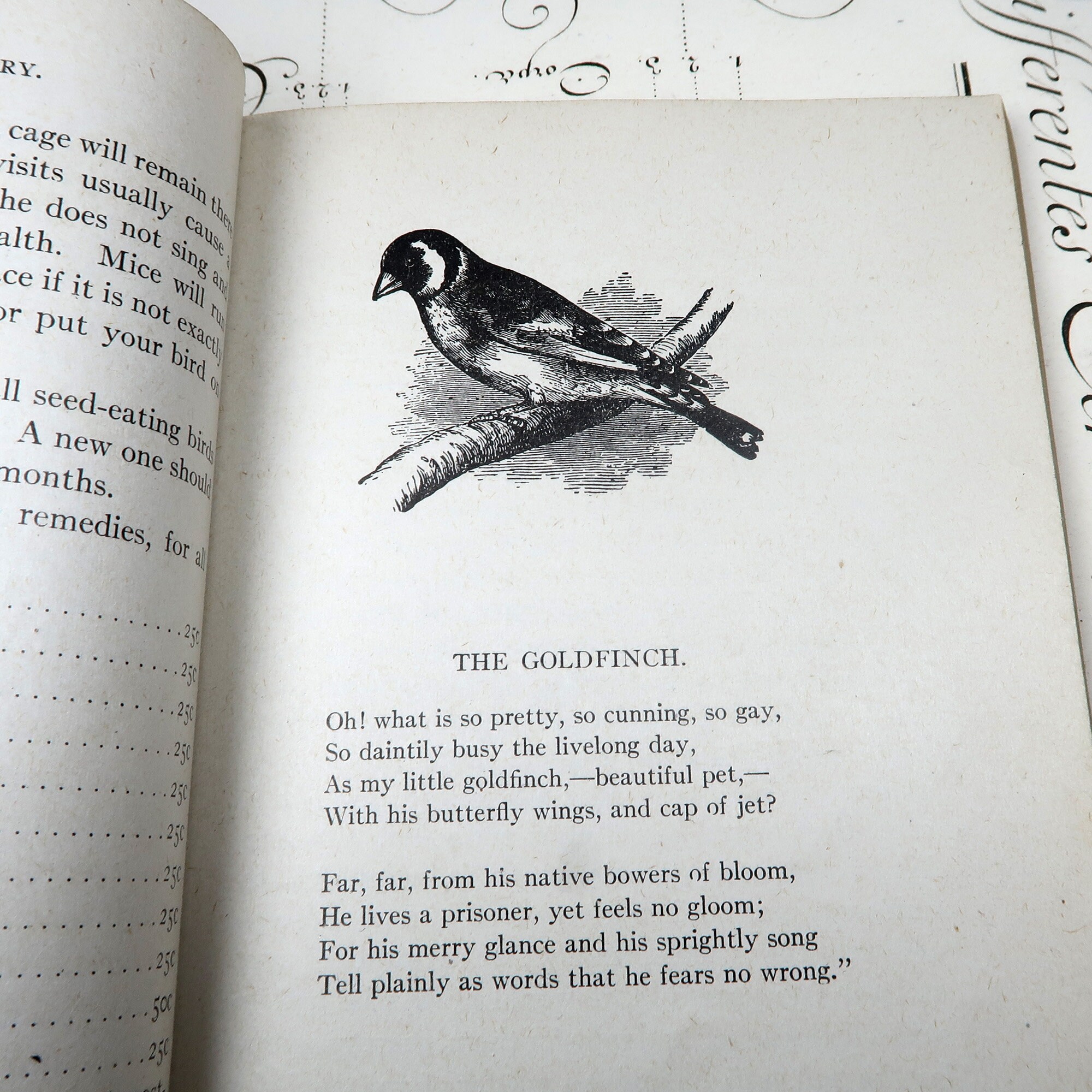 英語版　1976年発行　A closer Look at BIRDS 英語版 1976年発行 A closer Look at BIRDS 本