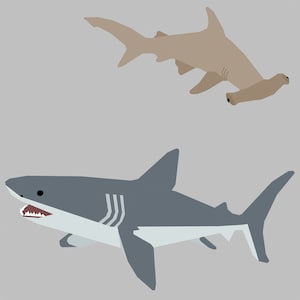 Puede incluir: Un gran tiburón blanco gris y blanco con la boca abierta y un tiburón martillo marrón con cabeza plana.