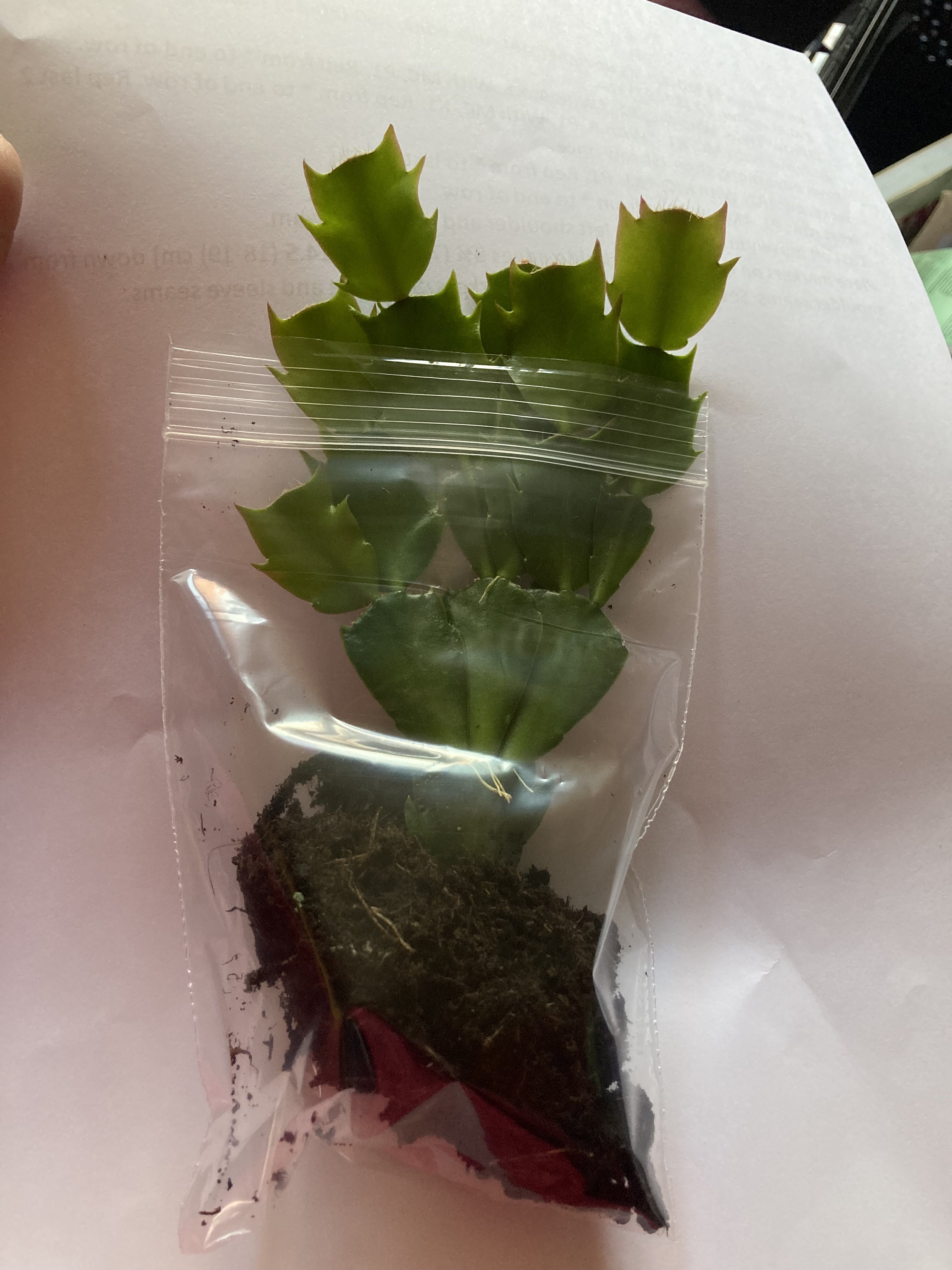 Christmas Cactus Schlumbergera Golden True Yellow Thor Sophia Etsy UK