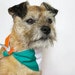 see more listings in the Dog Accessories section