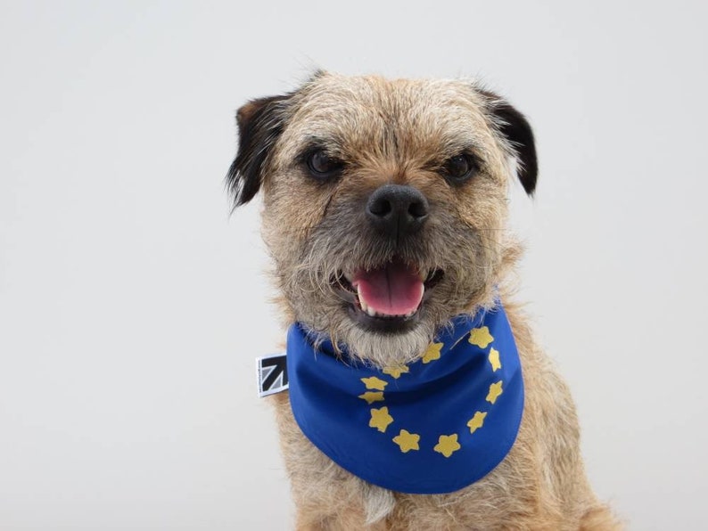 European Union EU Flag Dog Bandana image 7