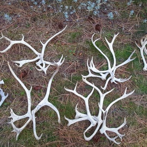REAL ANTLERS sold individually or bundles for imaginative crafters.