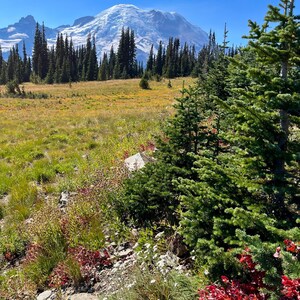 Mount Rainier National Park Washington | Photography, Canvas Print, Glossy Print, Wall Decor,  Landscape, Pacific Northwest Photography
