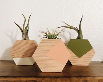 Hexagon Air Plant Holder w/ Air Plant