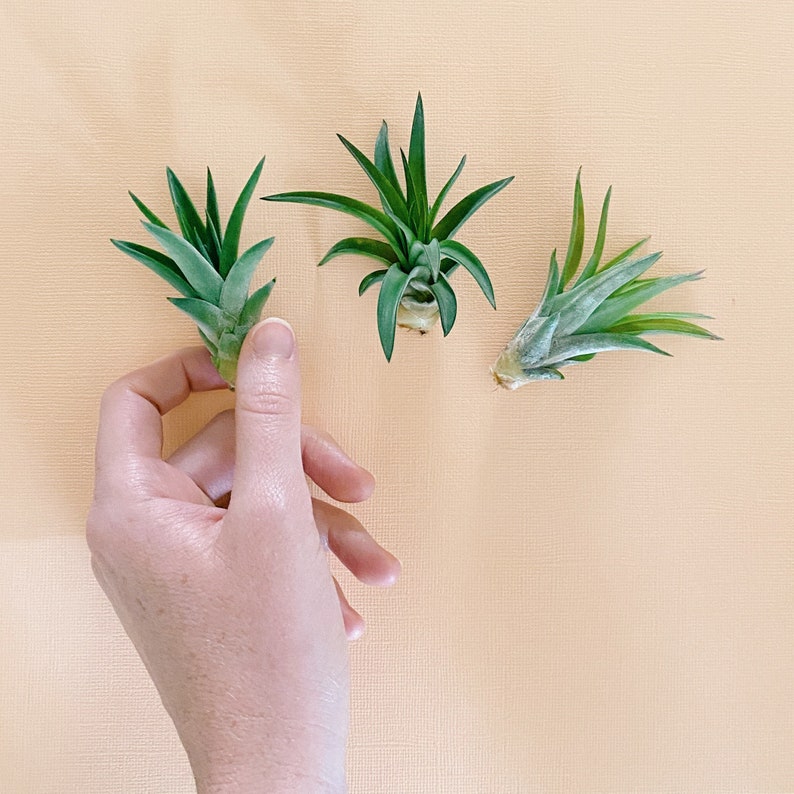 Air Plant for Pineapple Magnets image 2