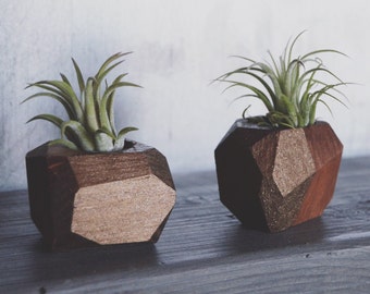 Mini Geo Air Plant Holder w/ Air Plant (Walnut Stain)