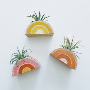 Rainbow Air Plant Magnet w/ Air Plant