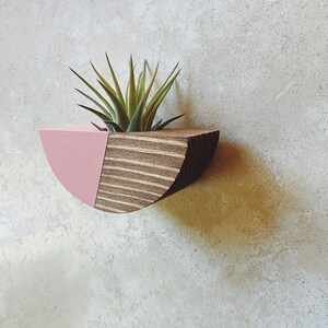 Half Circle Plant Magnet w/ Air Plant Walnut Stain image 2