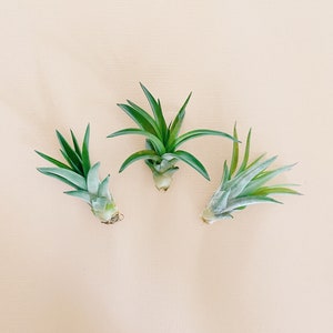 Air Plant for Pineapple Magnets image 1