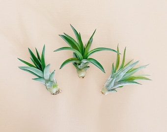 Air Plant for Pineapple Magnets