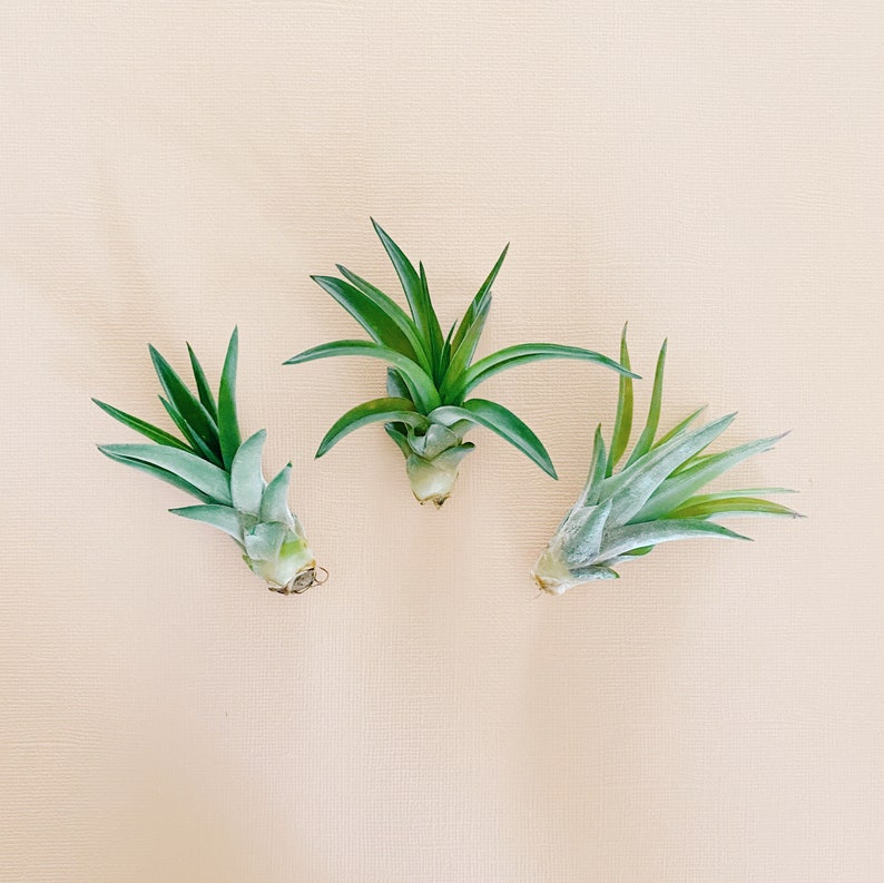 Air Plant for Pineapple Magnets image 1