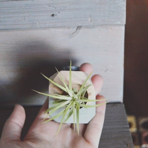 Mini Geo Magnet w/ Air Plant Natural Wood image 6