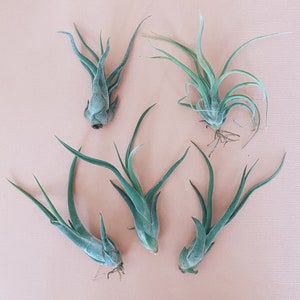 Caput Medusae Air Plant 3-6 image 4